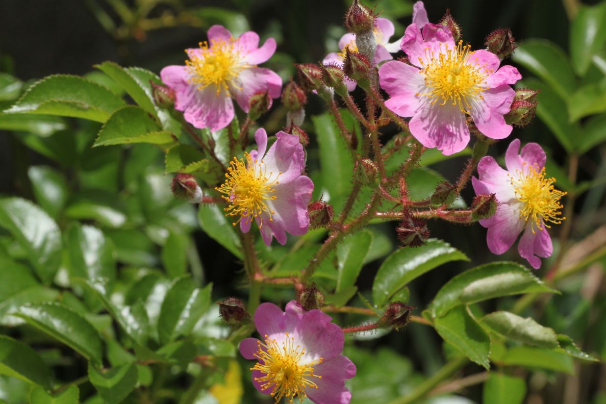 ツクシイバラ　Rosa multiflora Thunb. var. adenochaeta (Koidz.) Ohwi