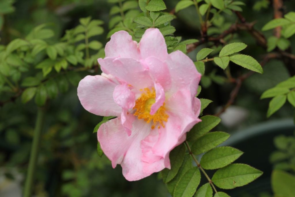 サンショウバラ Rosa hirtula (Regel) Nakai
